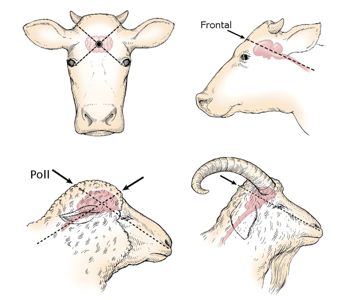 Veterinary handbook for cattle, sheep and goats > Content